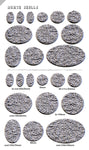 Death Skulls Bases (Rund / Oval) - STUFFHUNTER